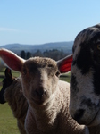FZ004150 Ewe and lambs in field.jpg